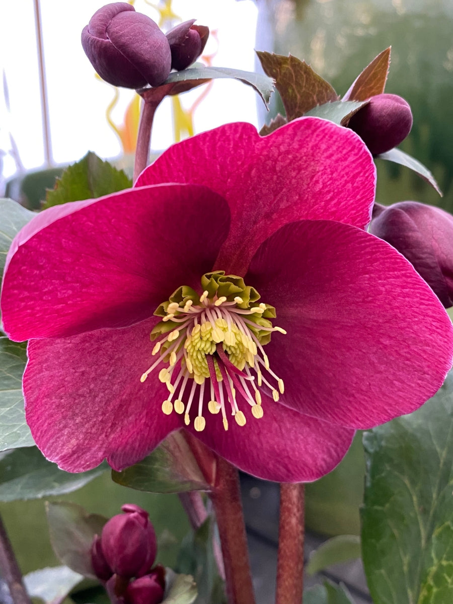 Hellebore Anna's Red 1G